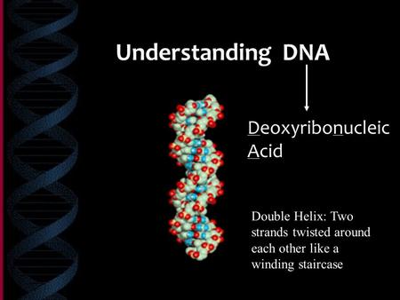 Understanding DNA Deoxyribonucleic Acid Double Helix: Two strands twisted around each other like a winding staircase.