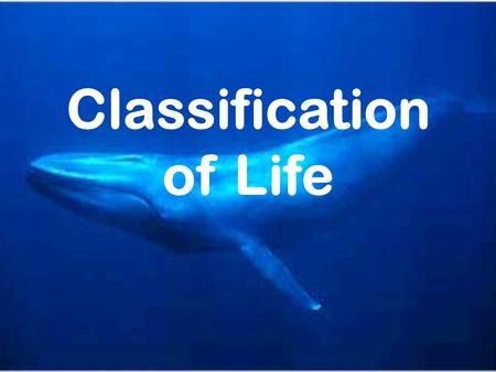 Classification of Life. Warm Up What do you think a has in common with a ?