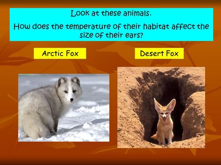 Look at these animals. How does the temperature of their habitat affect the size of their ears? Arctic FoxDesert Fox.