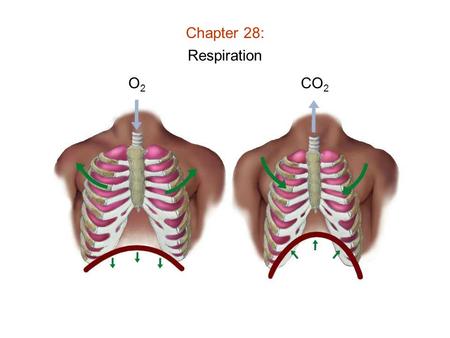 Chapter 28: Respiration O2O2 CO 2. Chapter 28: Respiration Features of Respiratory Systems: 1) Moist surface (to dissolve gas) 2) Thin cells lining surface.