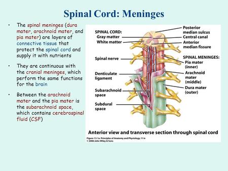 Spinal Cord: Meninges The spinal meninges (dura mater, arachnoid mater, and pia mater) are layers of connective tissue that protect the spinal cord and.