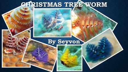 CHRISTMAS TREE WORM By Seyvon. SPIROBRANCHUS GIGANTEUS I am Spirobranchus Giganteus but you may know me better as the “Christmas Tree Worm” and I am 1-1.5.
