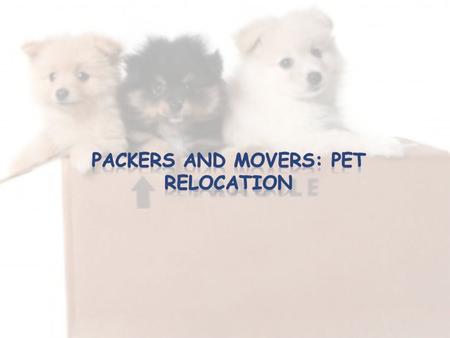To make things easier for you, here is a list of the popular Packers and Movers in Bangalore that promise to move your furry friends in the best way possible.