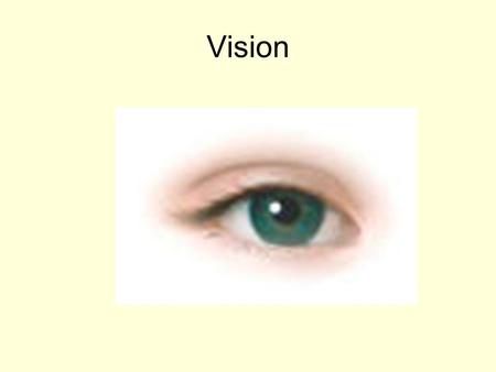 Vision The Eye Contains photoreceptors Contains accessory organs including eyelids, lacrimal apparatus, and muscles.