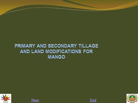 PRIMARY AND SECONDARY TILLAGE AND LAND MODIFICATIONS FOR MANGO
