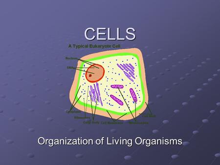 CELLS Organization of Living Organisms Lesson 1 Cell Theory.