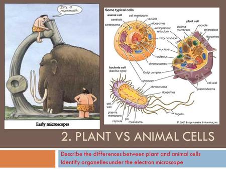 2. Plant vs Animal Cells Describe the differences between plant and animal cells Identify organelles under the electron microscope.
