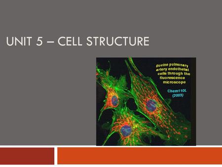 UNIT 5 – CELL STRUCTURE. Flashcard Warm-Up  Cell The smallest unit of life. Some living organisms are made of only one cell and some are made of many.
