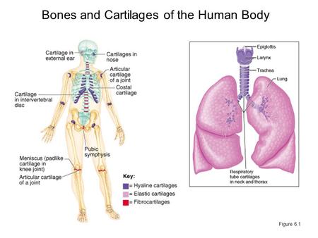 Bones and Cartilages of the Human Body Figure 6.1.