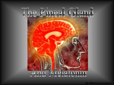 The Pineal Gland And Melatonin By Rebecca Coughlin.