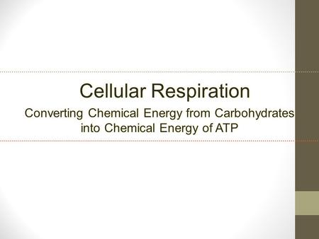 Cellular Respiration Converting Chemical Energy from Carbohydrates into Chemical Energy of ATP.