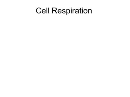 Cell Respiration. Consumers/ Heterotrophs Autotrophs use sunlight to make ATP and Glucose Heterotrophs – get glucose from eating other organisms and using.