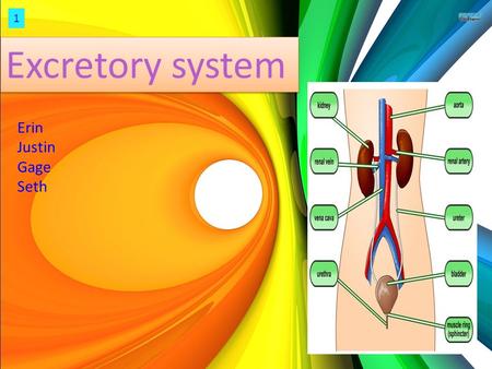 That storgr Excretory system Erin Justin Gage Seth 1.
