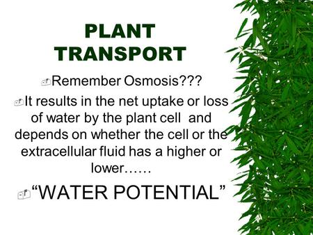 PLANT TRANSPORT “WATER POTENTIAL” Remember Osmosis???