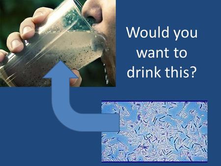 Would you want to drink this?. Salmonella – causes fever, vomiting and dehydration Anabaena - causes death (breathing stops) Naegleria - attacks the.