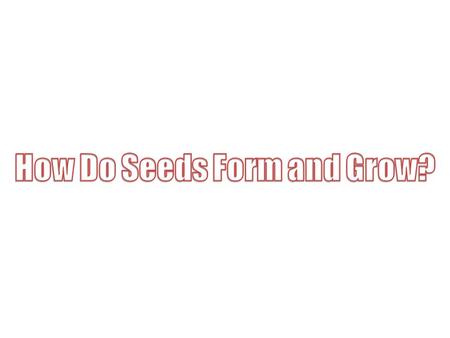 How Do Seeds Form and Grow?