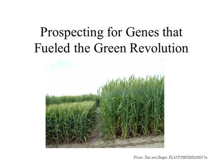 Prospecting for Genes that Fueled the Green Revolution