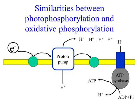 Similarities between photophosphorylation and oxidative phosphorylation e-e- Proton pump ATP synthase H+H+ H+H+ H+H+ H+H+ H+H+ H+H+ H+H+ ADP+Pi ATP.