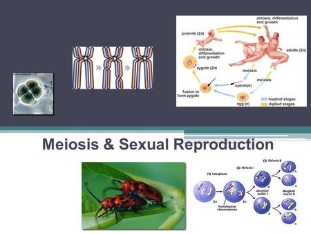 2007-2008 Meiosis & Sexual Reproduction Cell division/Asexual reproduction Mitosis ▫produce cells with same information  identical daughter cells ▫exact.
