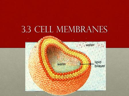 3.3 cell membranes. Cell membrane Also known as plasma membraneAlso known as plasma membrane Makes boundary between cell and outside worldMakes boundary.