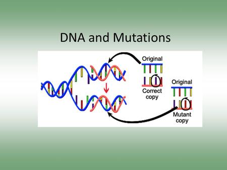DNA and Mutations. Mutation Facts #1-5 Write down five facts about mutations as we go through the following videoclips Video 1 Video 2 – Repair Video.