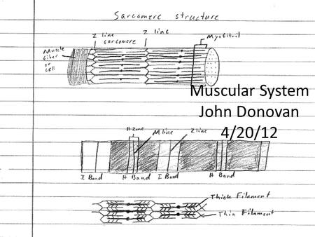 Muscular System John Donovan 4/20/12