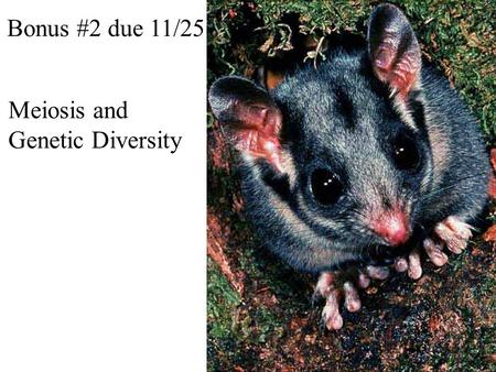 Bonus #2 due 11/25 Meiosis and Genetic Diversity.