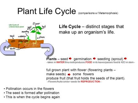 Plant Life Cycle (comparisons w/ Metamorphosis) Plants – seed germination seedling (sprout) --takes in WATER thru roots/produces FOOD in its leaves/passes.