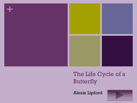+ The Life Cycle of a Butterfly Alexis Lipford. + Science 1 st grade Summary- The purpose of this Instructional PowerPoint is to help students learn about.