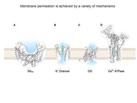 Membrane permeation is achieved by a variety of mechanisms.