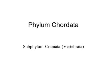 Subphylum Craniata (Vertebrata)
