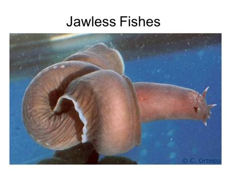 Jawless Fishes.