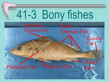 41-3 Bony fishes I. Circulatory system Delivers oxygen and nutrients to cells of the body Transports wastes of metabolism (carbon dioxide and ammonia)