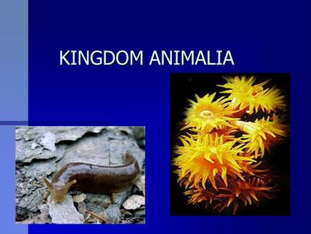 KINGDOM ANIMALIA KINGDOM ANIMALIA How many organisms are there in the world?