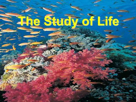 The Study of Life. All Living Things Share Common Characteristics 1. Basic Unit is the Cell 2. They Reproduce 3. Grow & Develop 4. Respond To Their Environment.