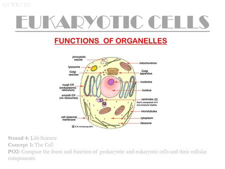 FUNCTIONS OF ORGANELLES