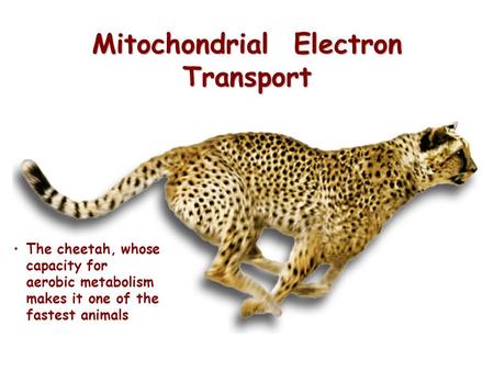 Mitochondrial Electron Transport The cheetah, whose capacity for aerobic metabolism makes it one of the fastest animals.