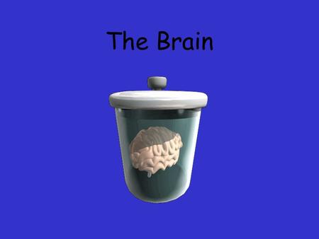 The Brain. Ways we Study the Brain Accidents Lesions CAT Scan PET Scan MRI Functional MRI.