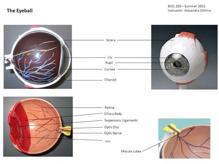 The Eyeball BIOL 203 – Summer 2012 Instructor: Alexandra Okihiro