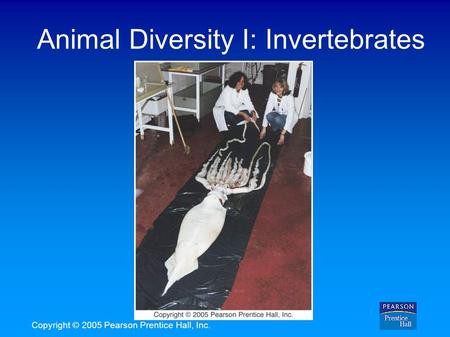 Copyright © 2005 Pearson Prentice Hall, Inc. Animal Diversity I: Invertebrates.