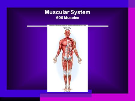 Muscular System 600 Muscles