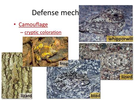 Defense mechanisms Camouflage – cryptic coloration whipporwill lizard toad lizard frog.