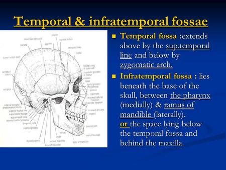 Temporal & infratemporal fossae