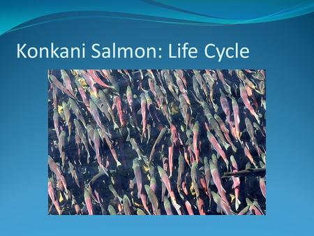 Konkani Salmon: Life Cycle. Adults Spawning During September and October these are the spawning months and thousands of Konkani's will rush up stream,