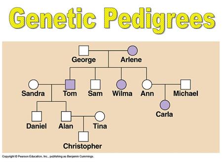 A pedigree is a chart for tracing genes in a family. Phenotypes are used to infer genotypes on a pedigree. Autosomal genes show different patterns on.