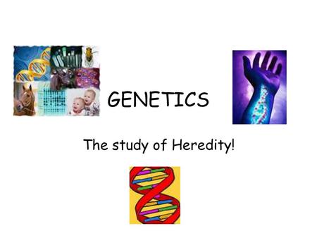 GENETICS The study of Heredity!. Heredity- Deals with inherited traits Traits- Inherited characteristics (ex. Eye color) –Our DNA determines our traits.