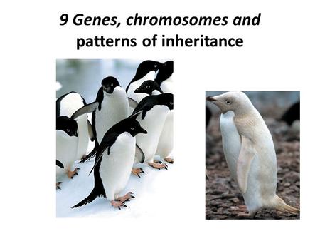 9 Genes, chromosomes and patterns of inheritance.