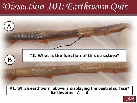 Dissection 101: Earthworm Quiz A B Click