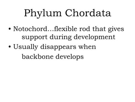 Phylum Chordata Notochord…flexible rod that gives support during development Usually disappears when backbone develops.