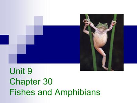 Unit 9 Chapter 30 Fishes and Amphibians. What is a Fish? Respiration using gills  Blood moves in opposite direction to the flow of water, called counter.